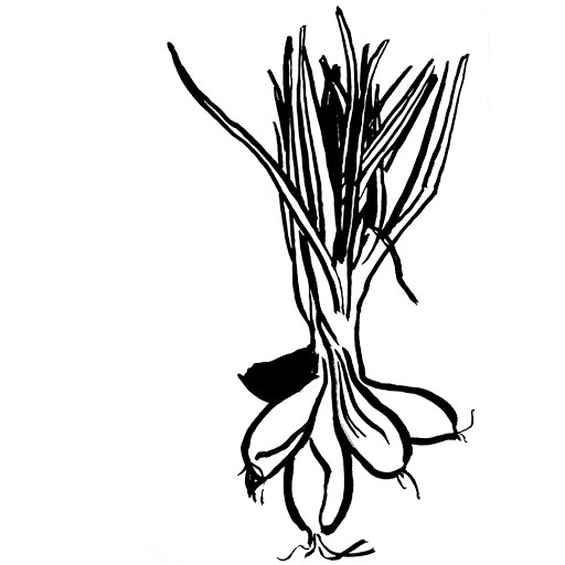 échalote botte