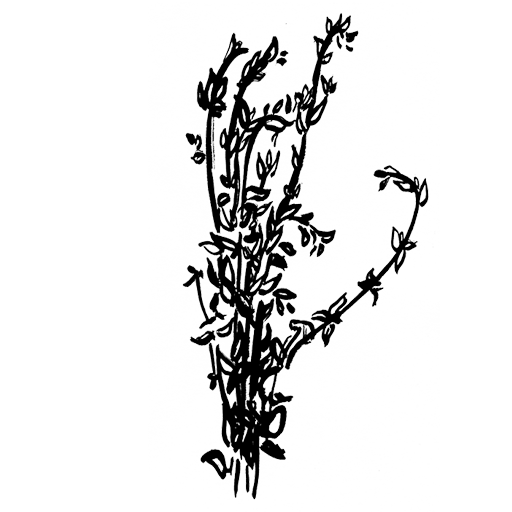 origan