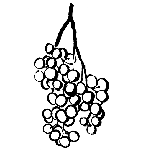 raisin chasselas